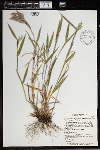 Dichanthelium oligosanthes image