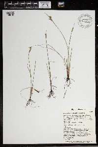 Sisyrinchium campestre image