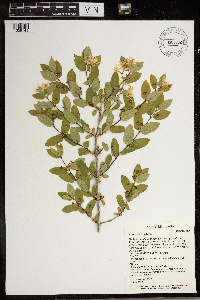 Lonicera x bella image