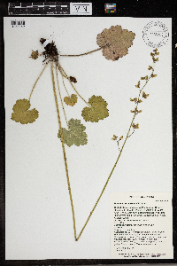 Heuchera richardsonii image