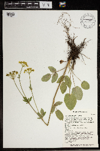 Zizia aptera image