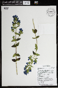 Media resource of Gentianella quinquefolia