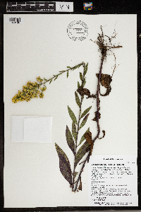 Solidago speciosa var. speciosa image