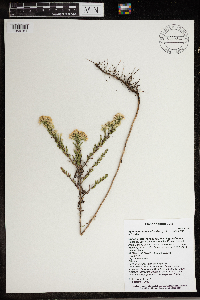 Symphyotrichum ericoides var. ericoides image