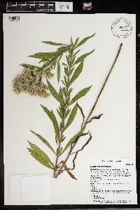 Eupatorium altissimum image