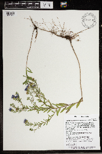 Symphyotrichum oblongifolium image