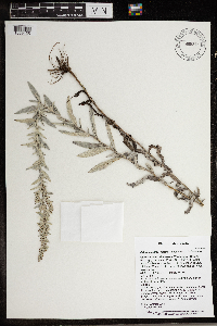 Artemisia ludoviciana image