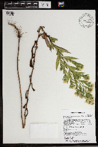 Symphyotrichum lanceolatum var. lanceolatum image