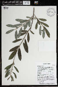 Salix humilis image