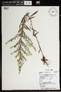Symphyotrichum pilosum var. pilosum image