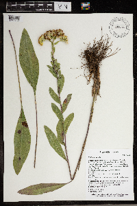 Solidago rigida image