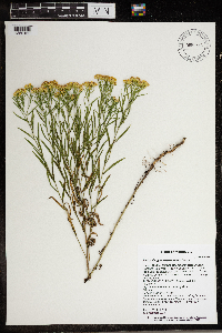 Euthamia gymnospermoides image