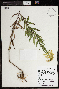 Solidago altissima image