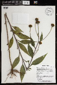 Helianthus x laetiflorus image