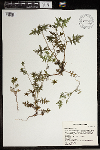 Ellisia nyctelea image