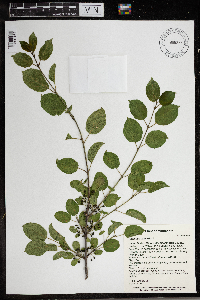 Rhamnus cathartica image