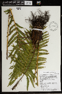 Matteuccia struthiopteris image