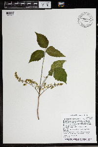 Toxicodendron rydbergii image