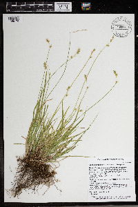 Carex deweyana var. deweyana image