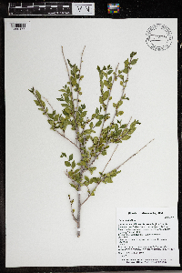 Ulmus pumila image