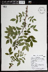 Zanthoxylum americanum image