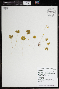 Oxalis violacea image
