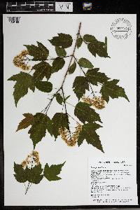 Acer ginnala image