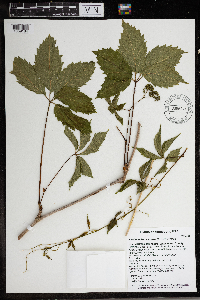 Parthenocissus inserta image
