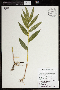 Maianthemum stellatum image