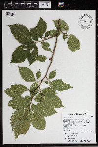 Ulmus americana image