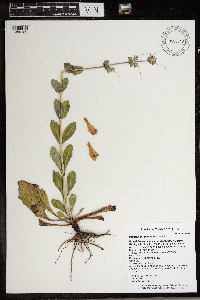 Penstemon grandiflorus image