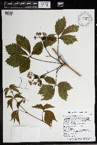 Parthenocissus inserta image