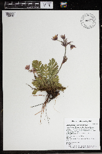 Geum triflorum var. triflorum image