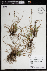 Carex richardsonii image