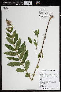 Stachys palustris image