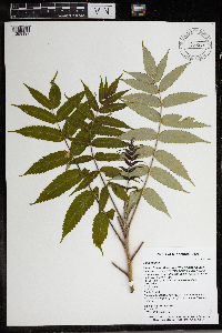Rhus typhina image