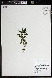 Parietaria pensylvanica image