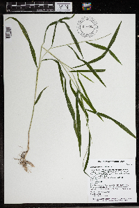 Leersia virginica image