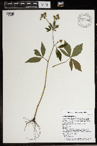 Sanicula canadensis image