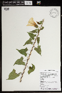 Calystegia sepium image