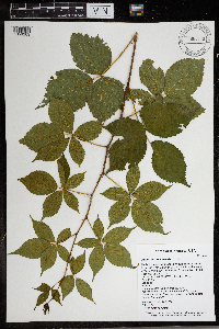 Rubus heterophyllus image