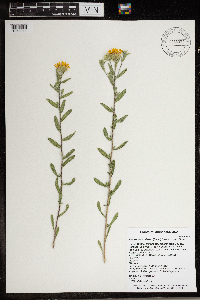 Heterotheca villosa image