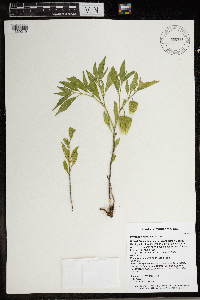 Physalis heterophylla image