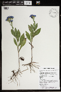 Symphyotrichum laeve var. laeve image