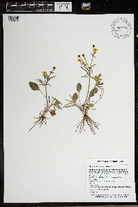 Ranunculus rhomboideus image