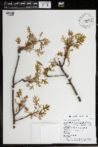 Quercus ellipsoidalis image