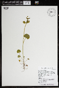 Ranunculus abortivus image