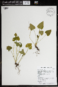 Viola sororia image