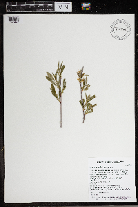 Prunus pumila var. pumila image