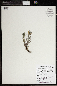 Castilleja sessiliflora image
